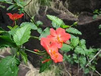 Hibiscus praeteritus fl-t.JPG